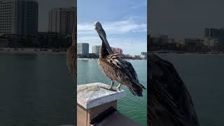 Pelican found at Tampa Bay  Pier60 [upl. by Ailehs145]