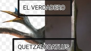 QUETZALCOATLUS  DINOPEDIA 7 [upl. by Janenna]