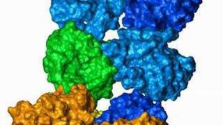 Rhodopsin interaction with transducin [upl. by Lally]