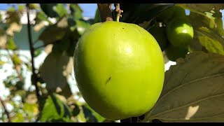 Thai Giant Indian Jujubes  Growing Jujube Fruit in Florida [upl. by Eednac]