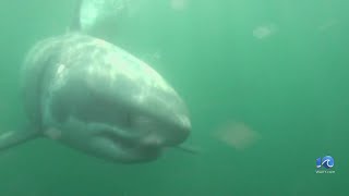 Great white sharks spotted off VB NC coasts [upl. by Fried]