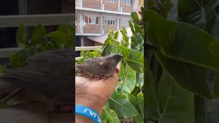 Speckled mousebird  Beauty of Africa [upl. by Atsocal]