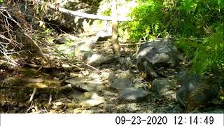 Sharpshinned Hawk vs Chipmunk [upl. by Dickman868]