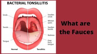 What are the Fauces [upl. by Ecylahs222]