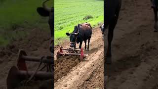 youtubeshorts agriculture viralvideo [upl. by Arbed]