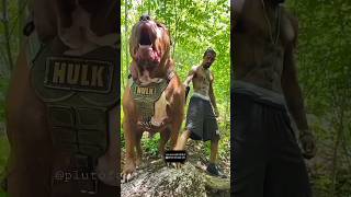 Aggressive and Dangerous Dogs Breed 😱  dogbreed dog shorts [upl. by Annez332]