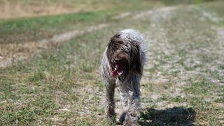 Comparing the Wirehaired Pointing Griffon amp Vizsla Which Hunting Breed is Right for You [upl. by Kessiah]