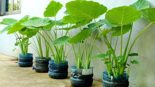 Recycle Plastic Bottles Grow Colocasia Gigantea at Home [upl. by Genna656]