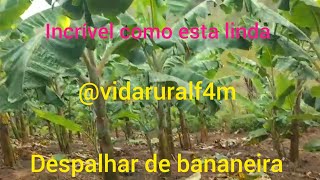 fazendo a despalha do Bananal tirando as folhas secas vidaruralf4m roça fazenda agro banana [upl. by Jerroll]