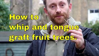 Grafting apple trees quotwhip and tonguequot method [upl. by Elleirol]