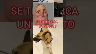 CUANDO SE TE ACERCA UN PERRITO aeropuertoenalerta [upl. by Nacul364]