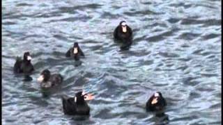 Surf Scoters at Gibsons BC [upl. by Enellek]