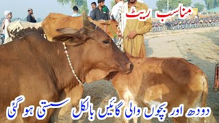 Rajanpur Cow Mandi 2024  Low Rate Milk Cow 🐄 031124 [upl. by Revkah593]