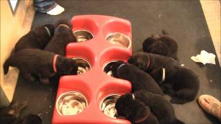 Elhart K9s German Shepherd Dogs  Litter quotAquot  First Weaning Meal [upl. by Liryc]