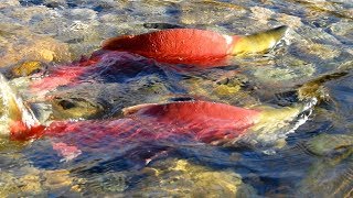 Run Salmon Run  Adams River 2018 [upl. by Ogdan765]