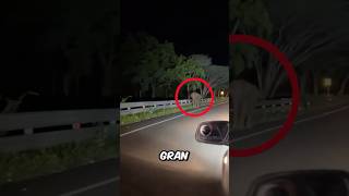 Se encontraron con un elefante muy agresivo 😳 [upl. by Lehcar]