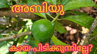 അബിയു കായ പിടിക്കുന്നില്ല [upl. by Novel81]