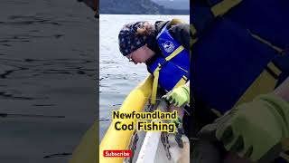 Big Sea SMALL COD Newfoundland Cod Jigging Grounds [upl. by Siclari480]