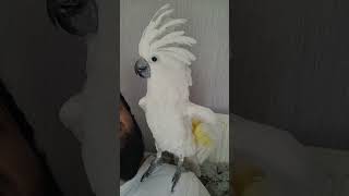 Lilly the Cockatoo Barking Like a dog 🤣  Funny Animal Video  parrot  funny [upl. by Mich]