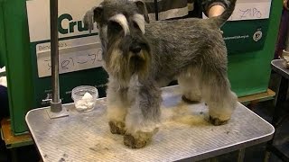 Miniature Schnauzer in Crufts 2017 [upl. by Tobias838]