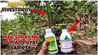 MAG SPRAY NG DURIAN PUYAT VARIETY FOLIAR INSECTICIDEDURIAN PUYAT FARMING [upl. by Netsirc302]