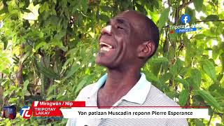 Sitwayen sa kase met nan men Pierre Esperance pou Muscadin li akize kòm kwa Kris la bay Muscadin zam [upl. by Hoppe]