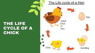 The life cycle of a chickhen  Features of a chick for Kindergarten English [upl. by Dlanger306]