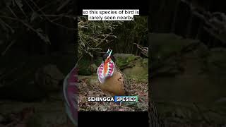 Burung Tragopan  Tragopan birds viralvideo fypyoutube faktaunik infohewan Tragopan [upl. by Verger]