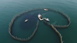 Seining Pats Cove Weir [upl. by Asilat437]