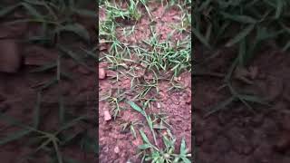 Seed Renovation Update  Seeded Zenith Zoysia  40 Day Update [upl. by Nile]