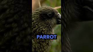 The Amazing Kea New Zealands Alpine Parrot 🦜 kea alpineparrot newzealand endemicbirds birds [upl. by Ettenim]