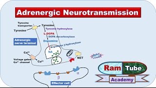 Adrenergic NA or NE Neurotransmission explained with animation [upl. by Resee]