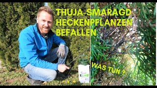 Thuja Smaragd bekommt braune Stellen Befall von weißer Fliege schwarze Triebe Tipps [upl. by Lebatsirc630]