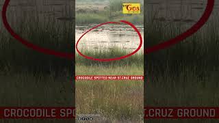 CROCODILE SPOTTED NEAR ST CRUZ GROUND  05 NOVEMBER 2024  MY GOA NETWORK [upl. by Innor834]