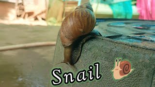 snail 🐌 wormery insects wormhole wormfarm [upl. by Atinar926]