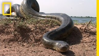 5 Grown Men Vs 1 Big Snake  National Geographic [upl. by Orella]