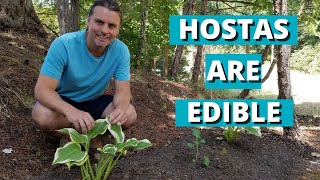 Did You Know Hostas are Edible Find out Everything you need to know in 6 Minutes Week 48 [upl. by Airbma]