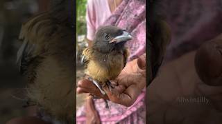 அடிப்பட்ட வால் காக்கை குருவி🐦‍⬛ Bird Rescue  Baby Treepie allwinjilly nature garden kids [upl. by Koralie605]