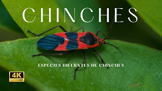 Especies de chinches [upl. by Florance]