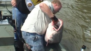 Blue Catfish Sumo Monster caught Catfishing America Season 1 Episode 25 [upl. by Abeu]