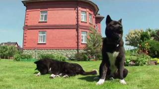 American Akita in Action Американская акита в действии [upl. by Downing]