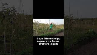 Da dove viene il RAVANELLO   GUARDA IL VIDEO COMPLETO shorts [upl. by Silloh]