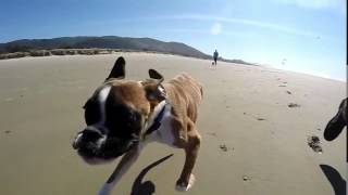 Two Legged Boxer Duncan Lou Who First Trip to the Beach1 [upl. by Sauder837]