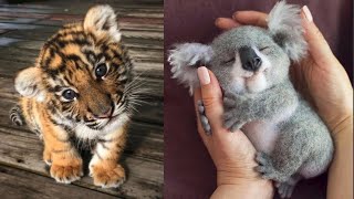 Cute Baby Animals Videos Compilation  Funny and Cute Moment of the Animals 14  Cutest Animals [upl. by Keryt]