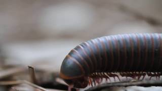 North American Millipede Narceus americanus [upl. by Irma]