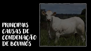 CONDENAÇÃO DE CARCAÇA BOVINA [upl. by Stefa42]