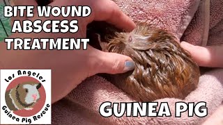 Guinea Pig Bite Wound Abscess Home Treatment [upl. by Felic]