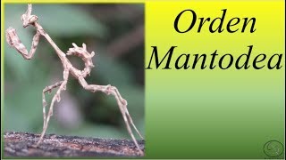 Orden Mantodea BIOPEDIA [upl. by Rosol]