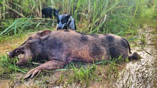 Tiny Dogs vs Big Hogs TINY Cattledog x catches Big Sugarcane Boar [upl. by Scevor]