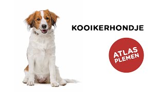 Kooikerhondje  Atlas plemen  Tlapka TV [upl. by Heddi]